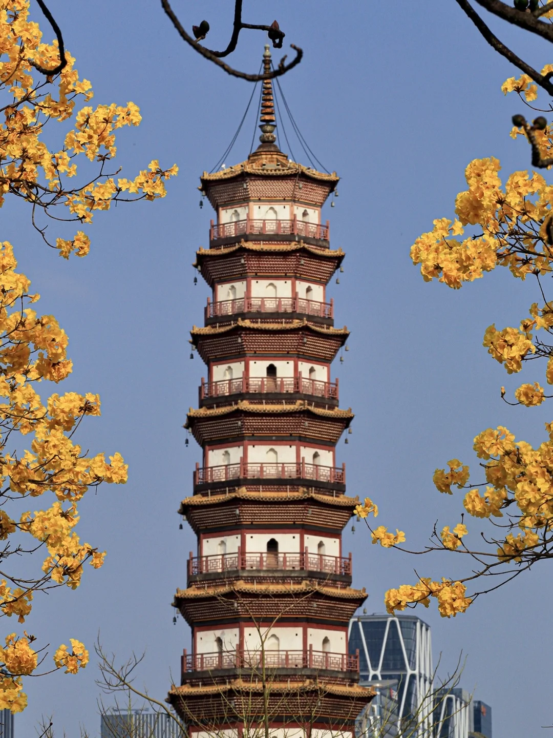 广东自驾｜广州一日游，CBD风铃木拍照机位💯