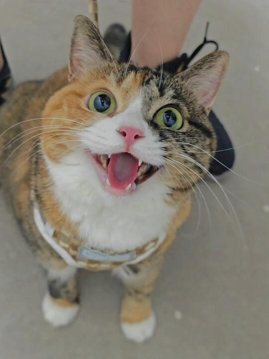 猫：日子怎么可能跟谁过都一样