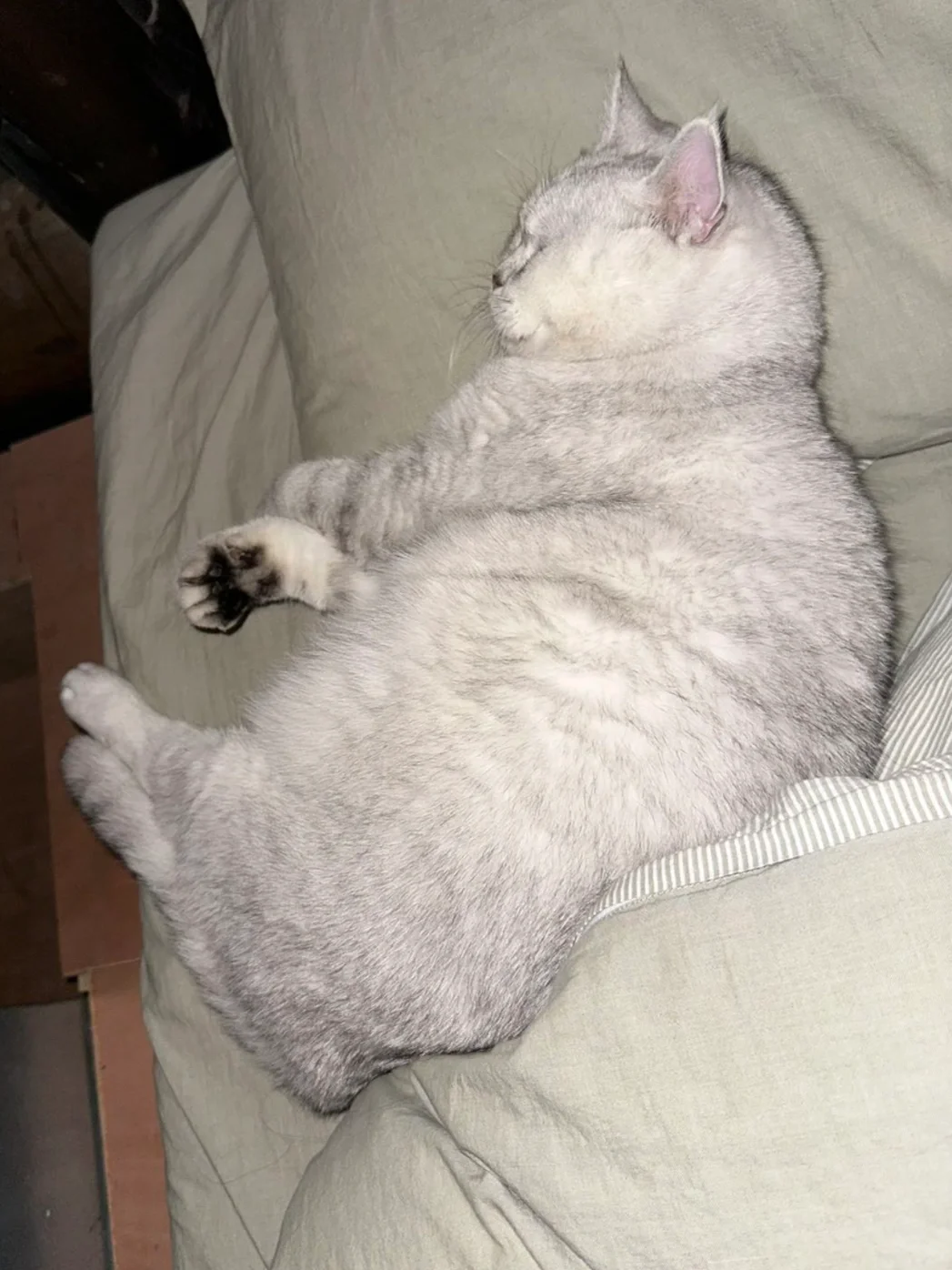阿猫在家里