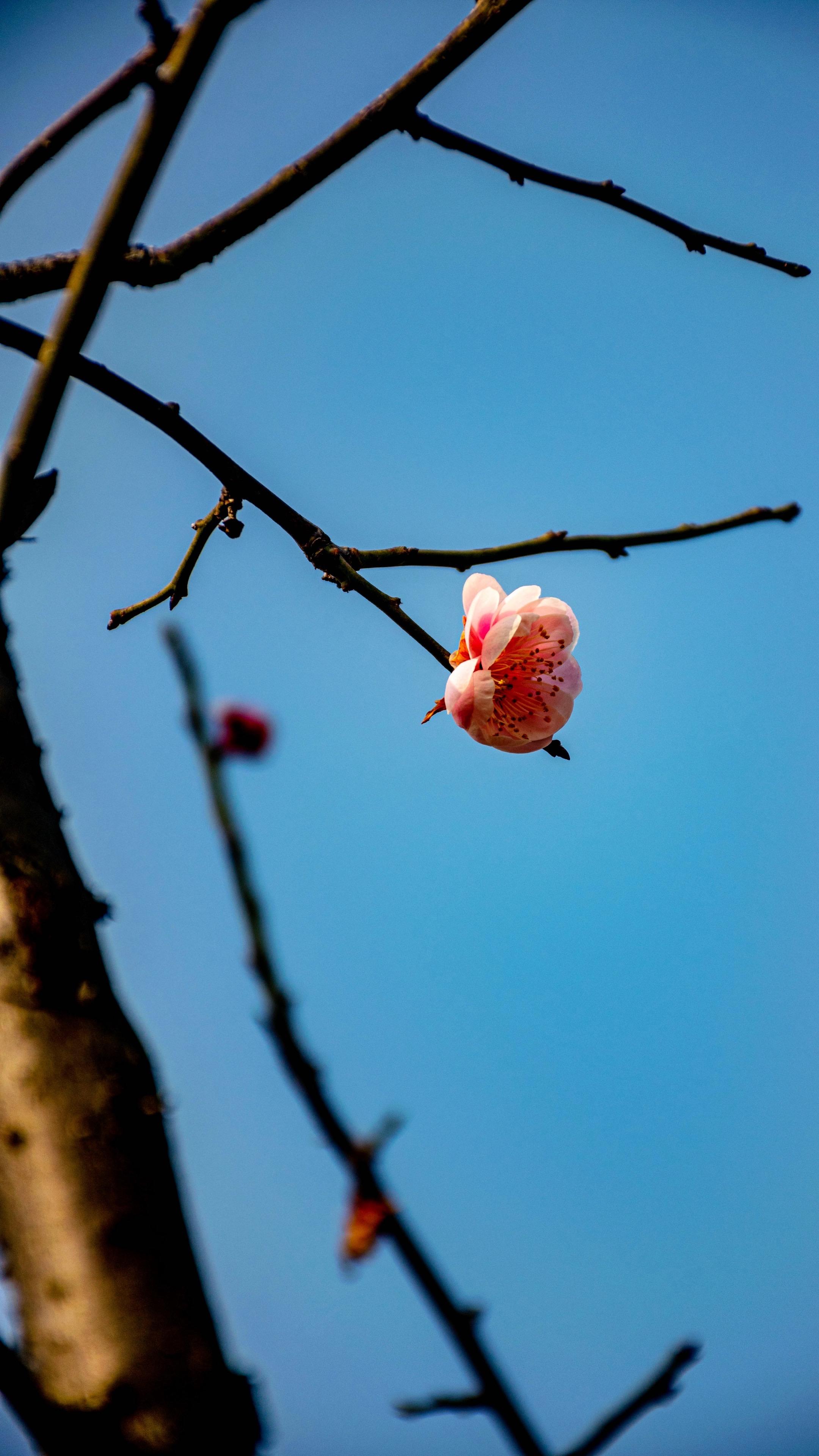已是悬崖百丈冰，犹有花枝俏。