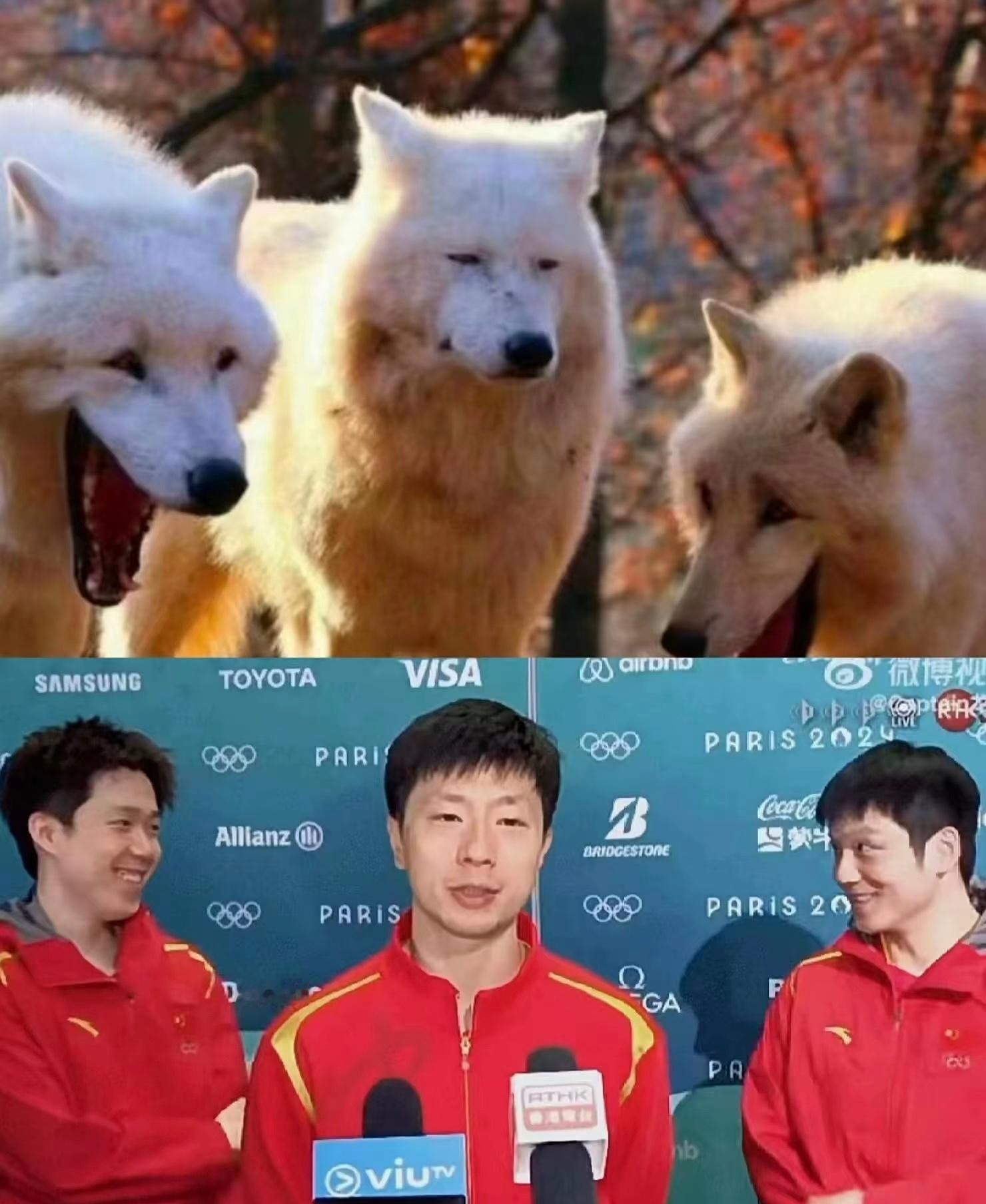 #马龙和王楚钦看樊振东追星的样子#我说实话，这届网友还是太全面了，什么图都有，就