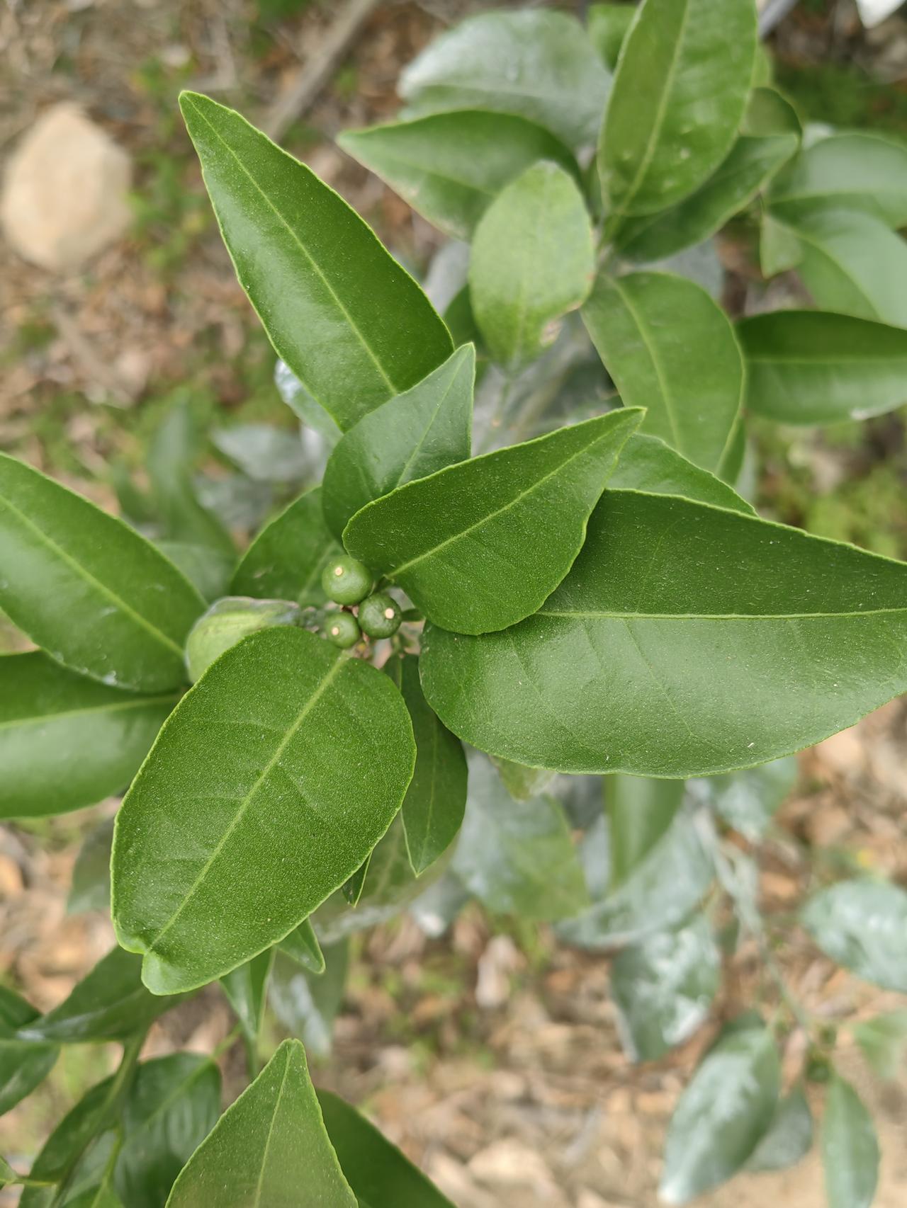 沃柑到了保果期，这可是决定产量和品质的关键时候。四月沃柑处于谢花后至第一次生理落