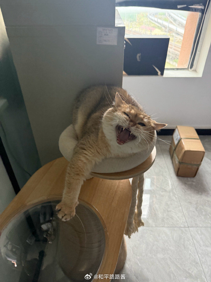 你好凶哦~来，让我rua一下就好了2026pel春季赛 2026pel