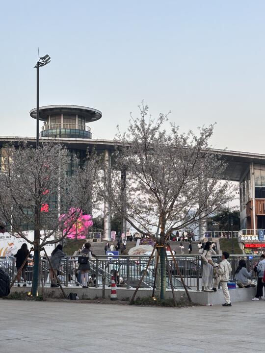 3.20实拍！武汉江汉关夜樱机位，就这😭😭😭