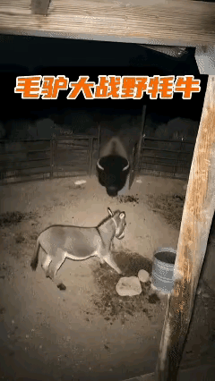 确定不是AI吗？[尬笑]