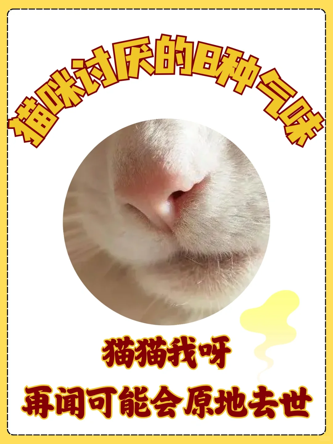 🎈猫咪讨厌的 8 种气味🎈