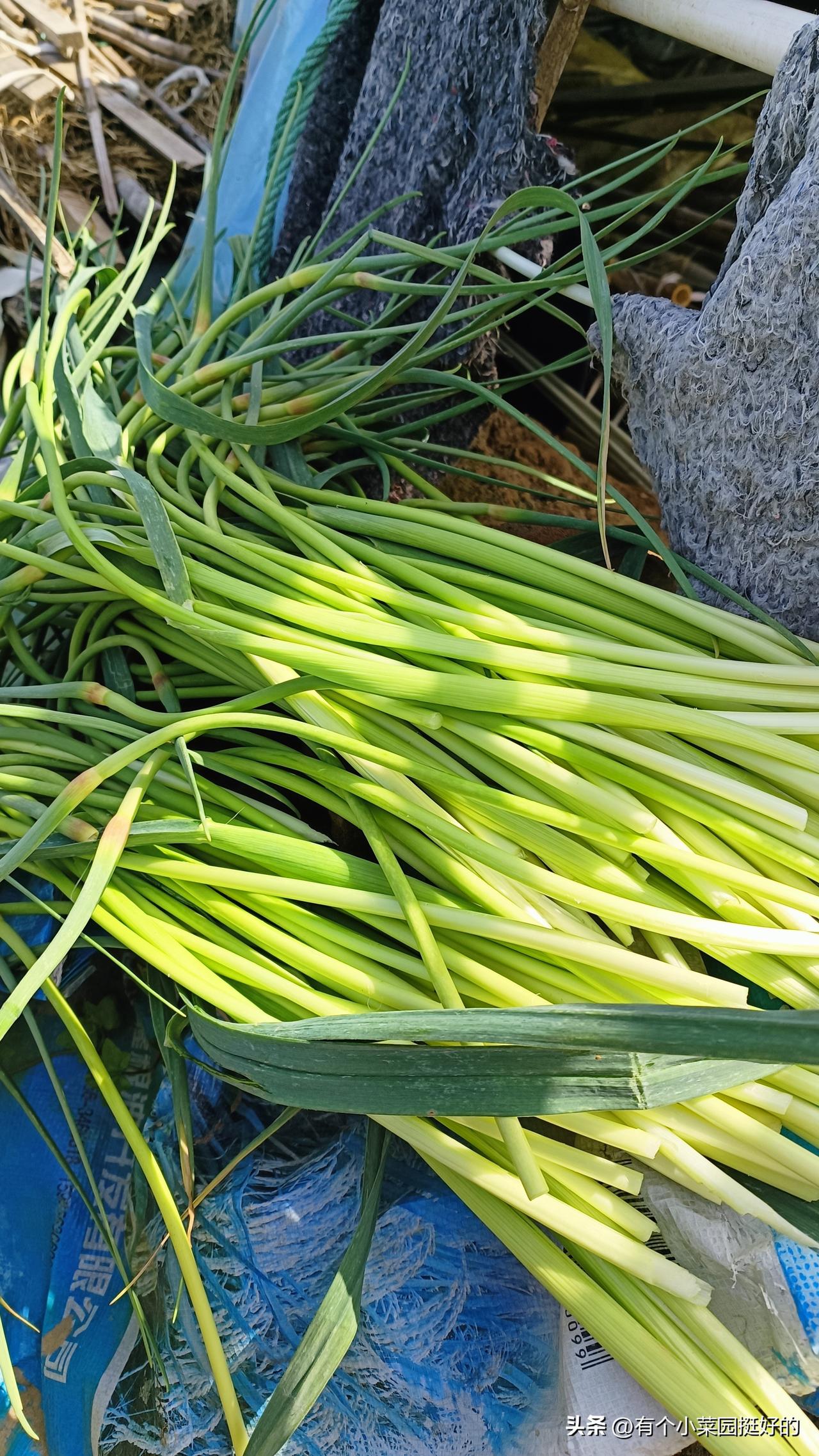 自家种的蒜苔，刚抽的！
 
春天菜园第一波收获，脆嫩到掐出水！
自己种的不打药，