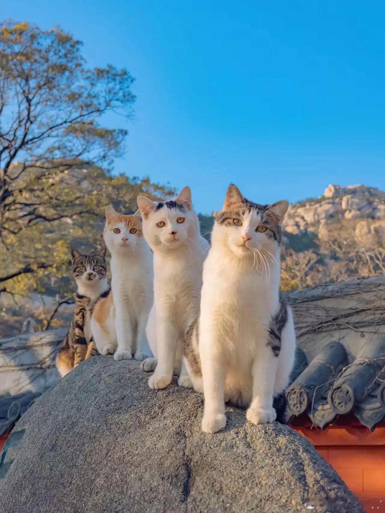 早安 “猫界的F4组合闪亮登场…”熊猫守护者遇见美好以后救市别求沈腾王宝强了