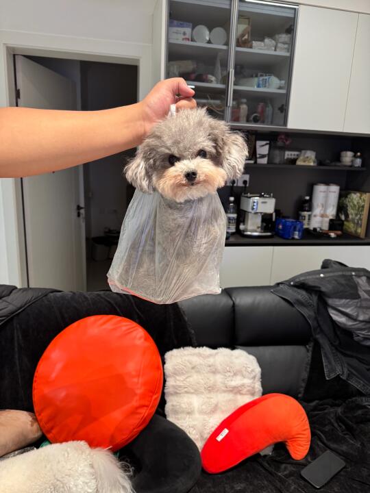 给小狗称体重的第一步！