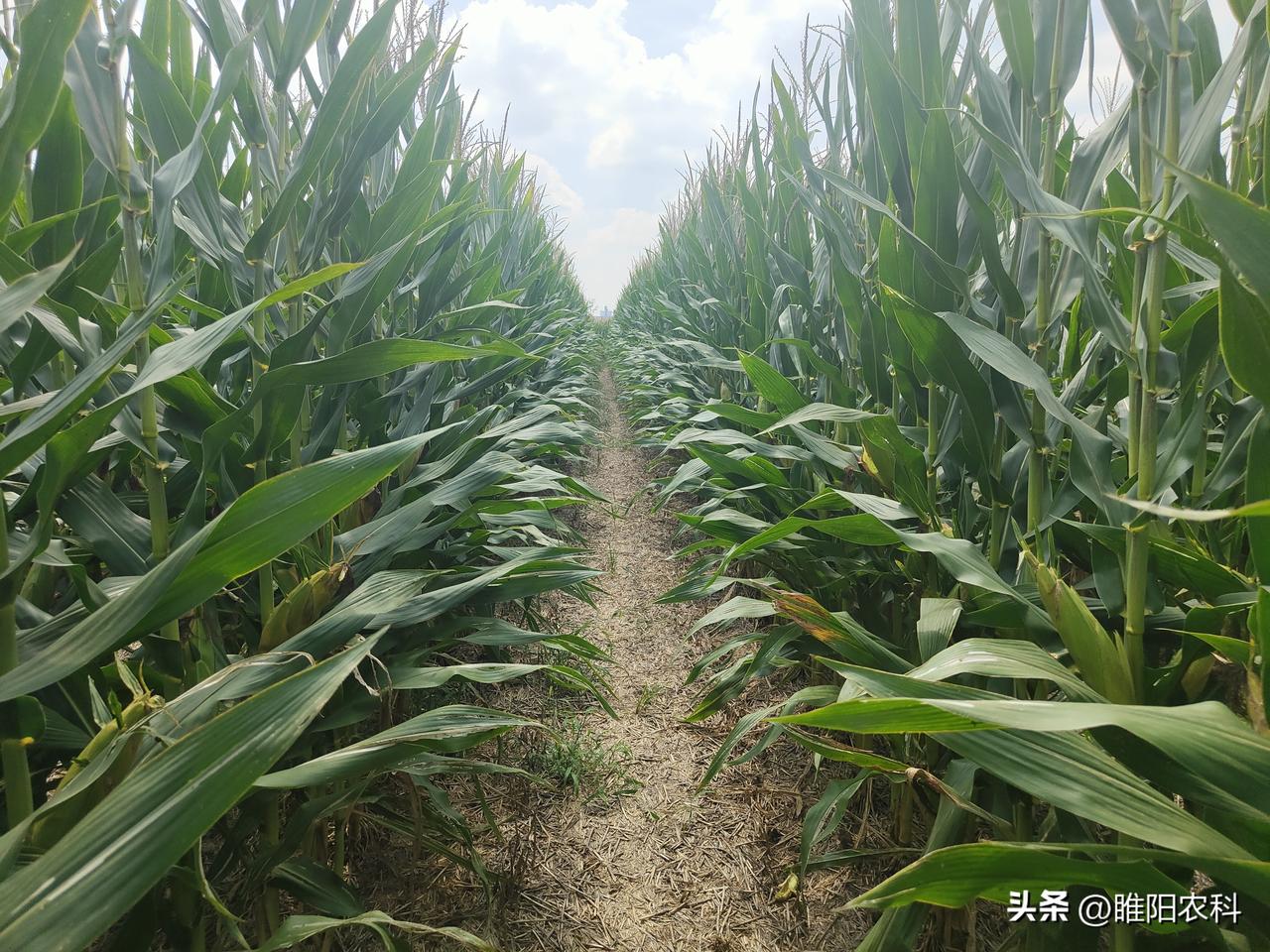 传统的种植方式，看着土地利用率高，但是，产量却上不去，而且，缺点越来越突出。
这