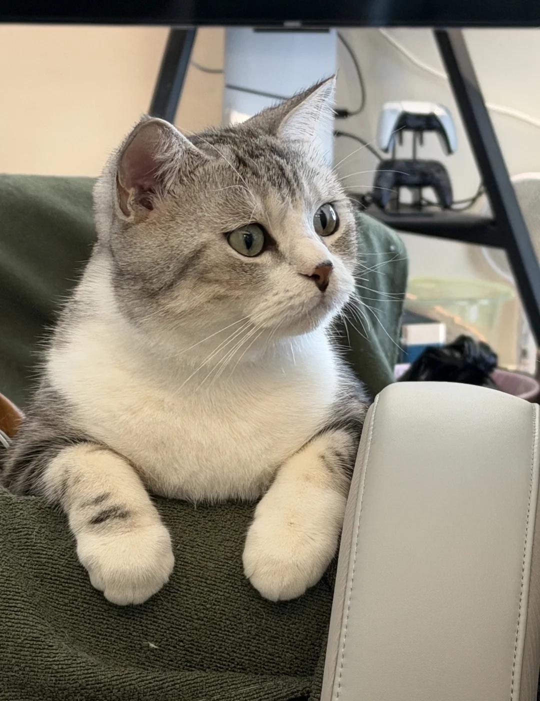 小猫小猫我们喜欢你🫶
美短加白 起司 小猫咪又不需要上班 小猫咪好像有点不耐烦