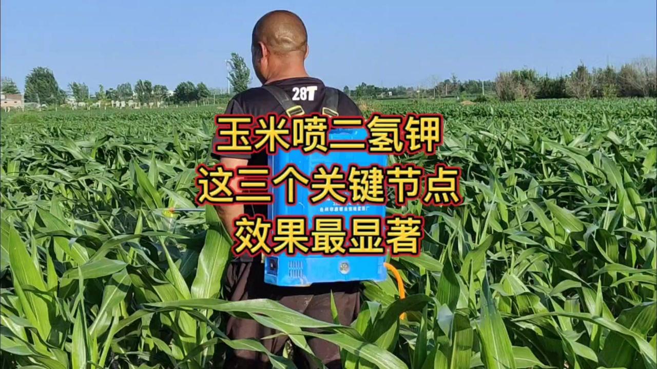 🌽玉米喷施磷酸二氢钾，时机很关键！根据玉米需肥规律，以下三个节点喷施效果最显著
