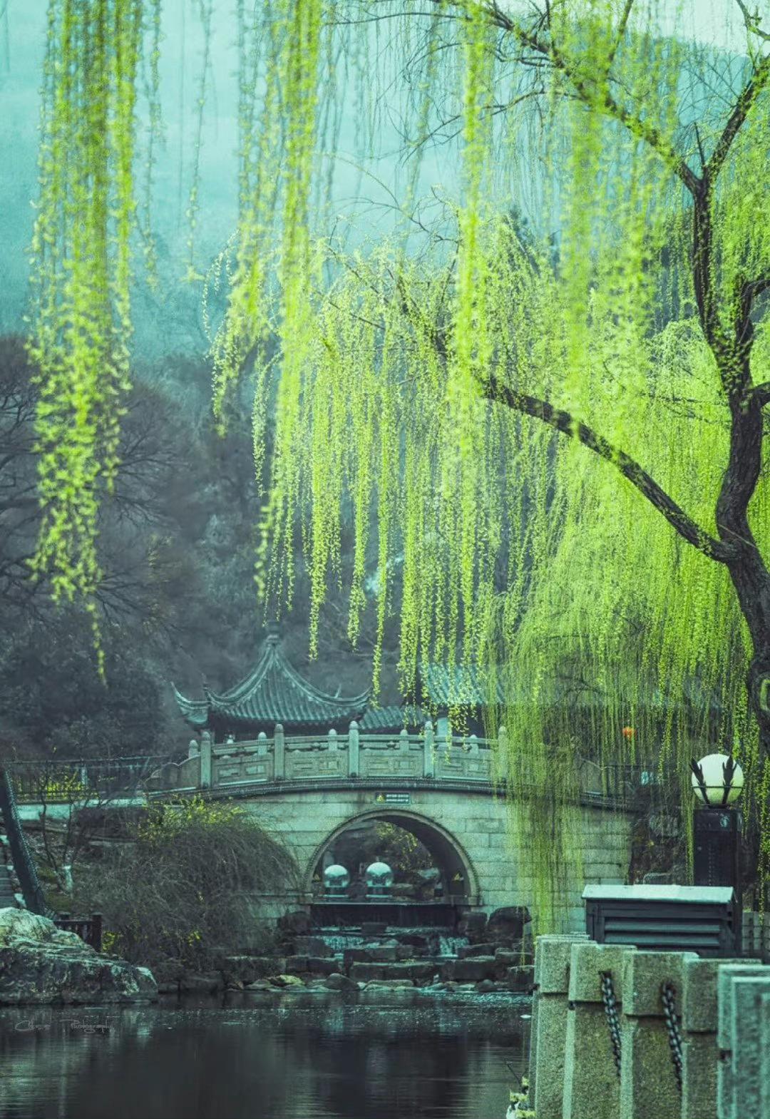 咏新柳
文/冯继兴

抽芽柳树吐鹅黄，东风轻舞意绵长。
一帘春雨银河落，晴翠分梢