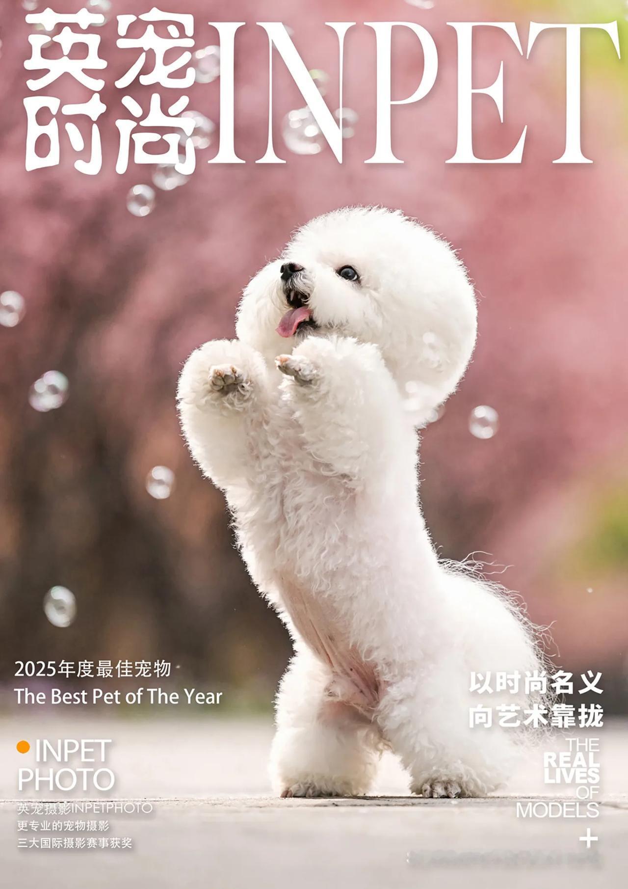 棉花球的春天，忽然就变得五彩缤纷起来😘
【春季拍摄】