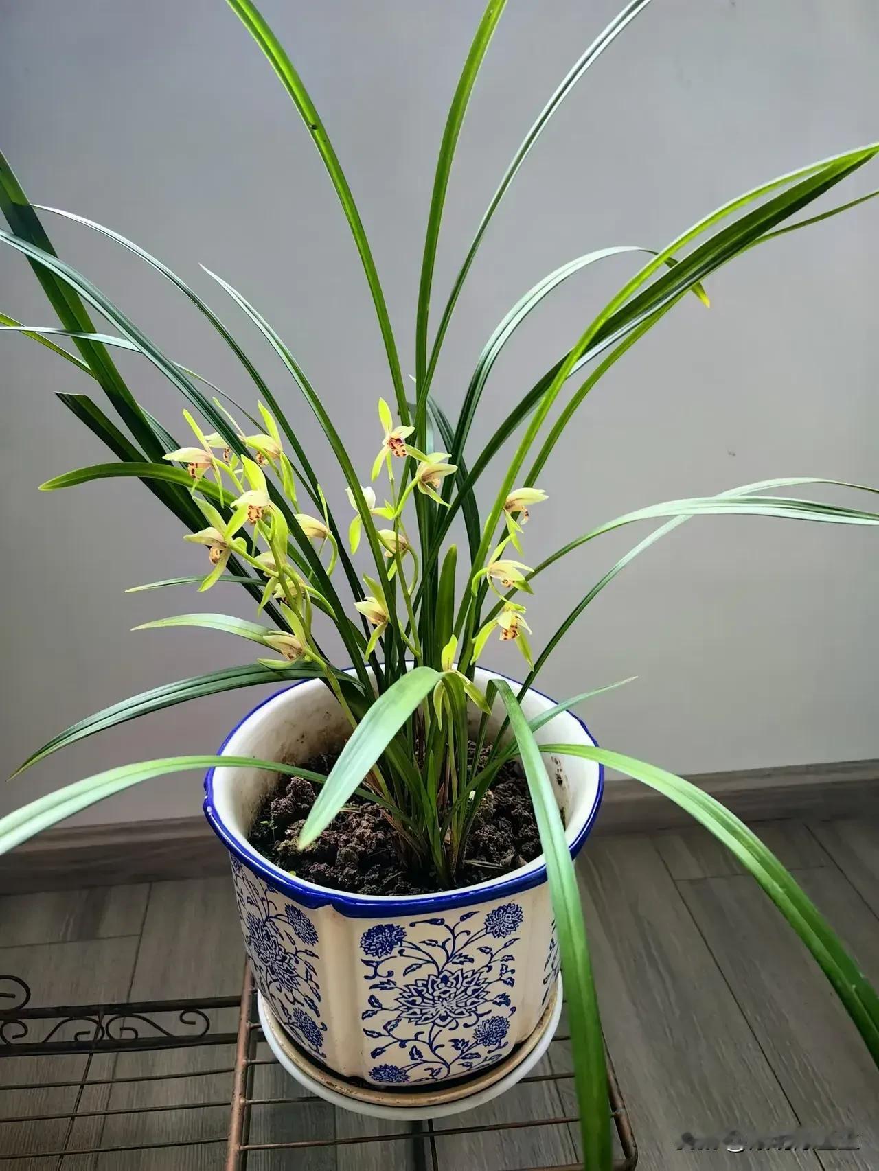 #用一张照片记录你养的兰花#
我家的兰花是老婆爰与关怀的产物，我不曾耕耘过，但常