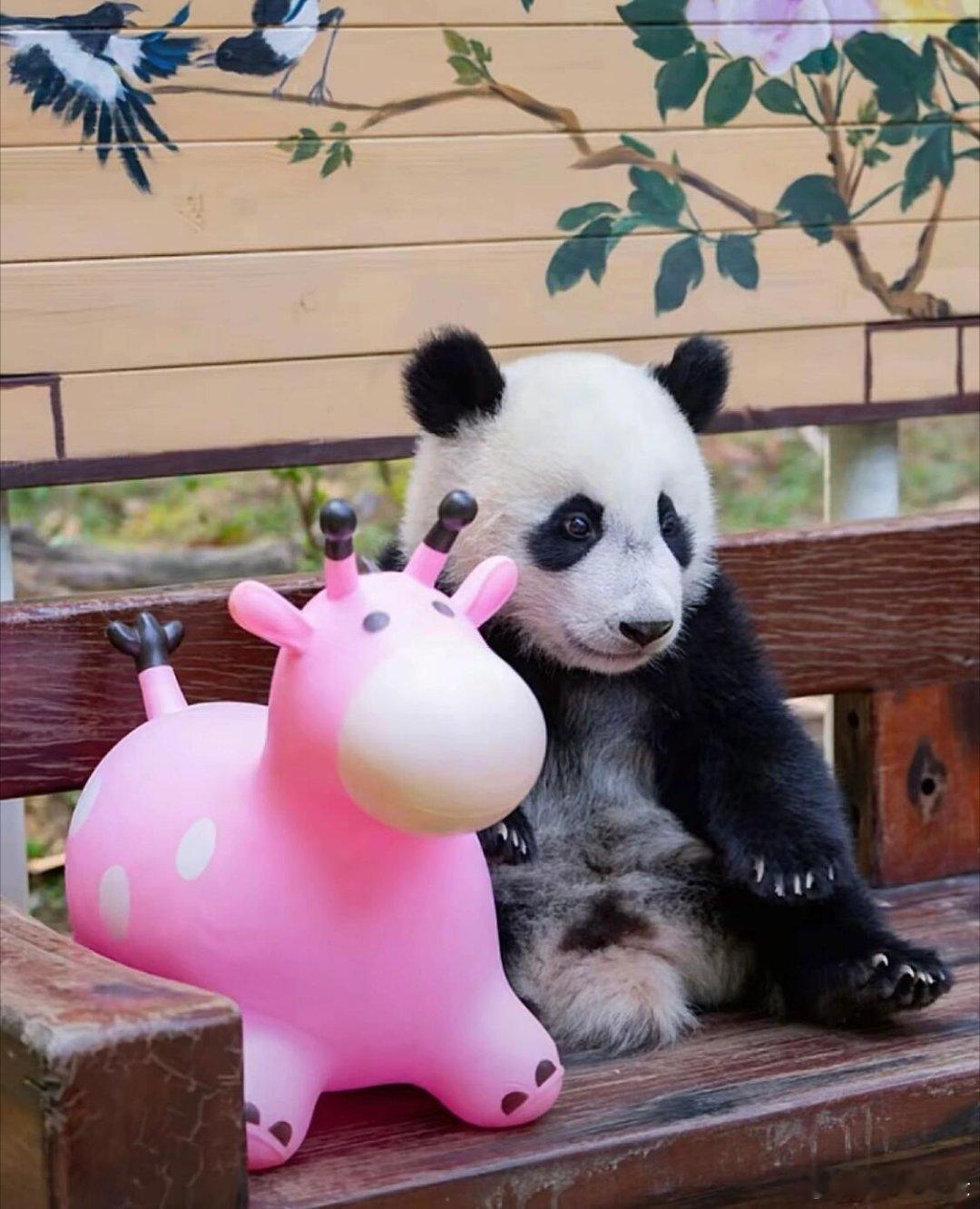 完全无心思上班……   妹猪：哪有上班不疯的~唉，人类……我就勉强摆一个pose