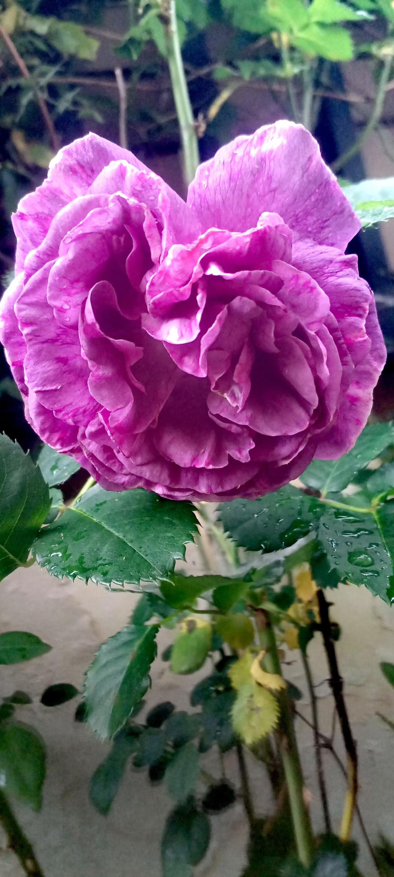 晨窗听雨，繁花如约。