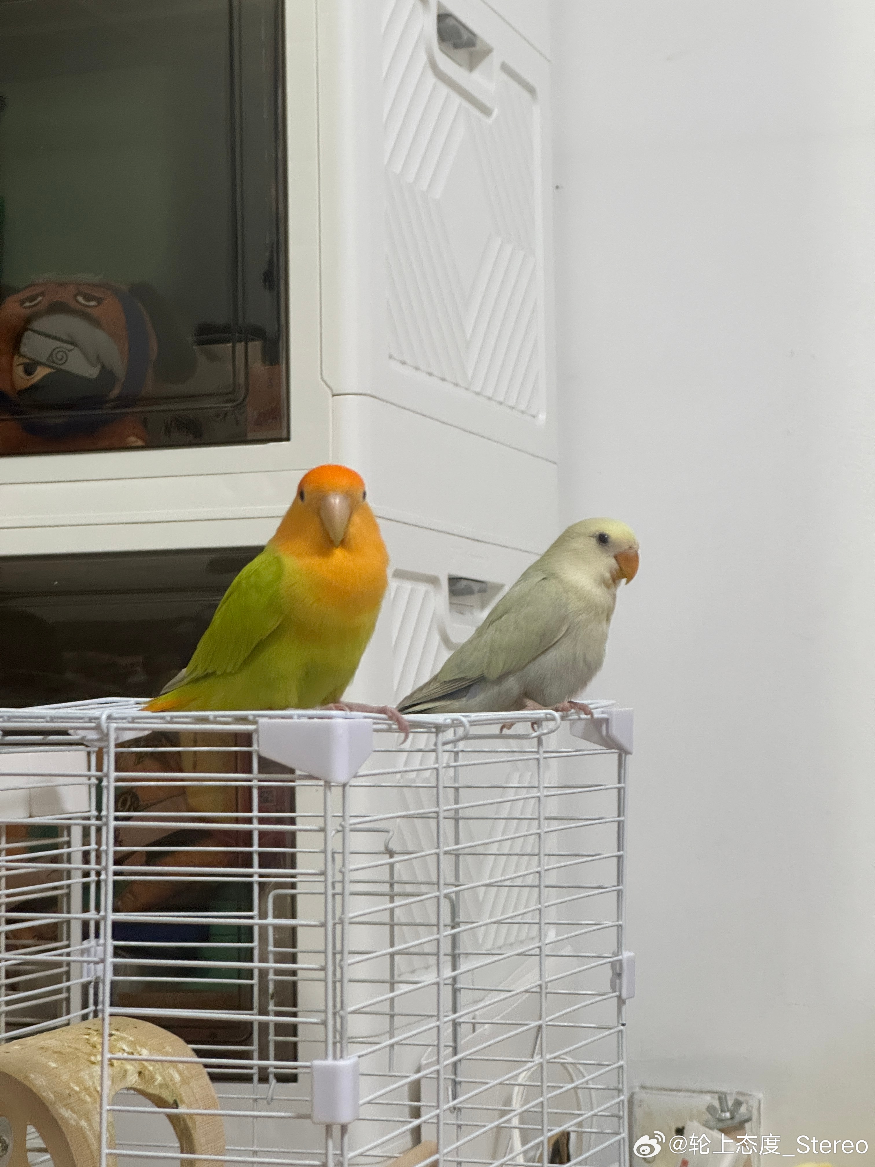 鉴于老大长期殴打老二，我引入了锦标赛车的性能平衡原则：BOP剪毛法。在每只鸡都剪