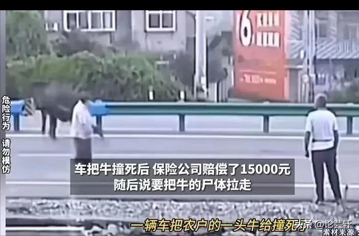--“吵翻了！”农户养的牛被车给撞死了，保险公司赔了农户15000块后，想要把牛