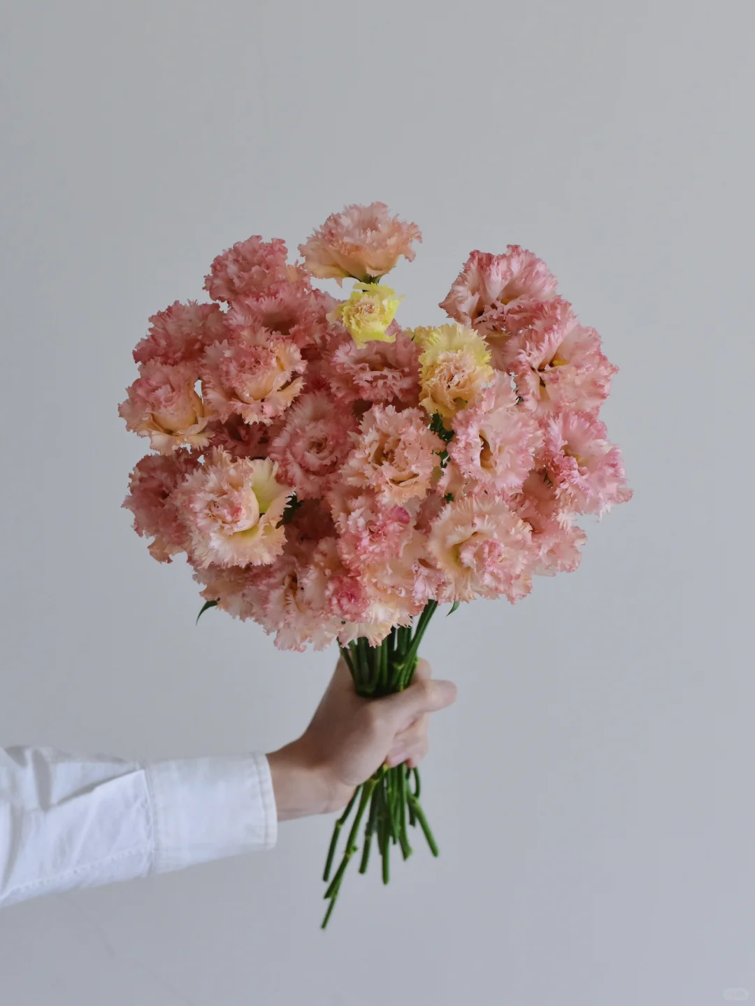 洋桔梗·杏色流苏