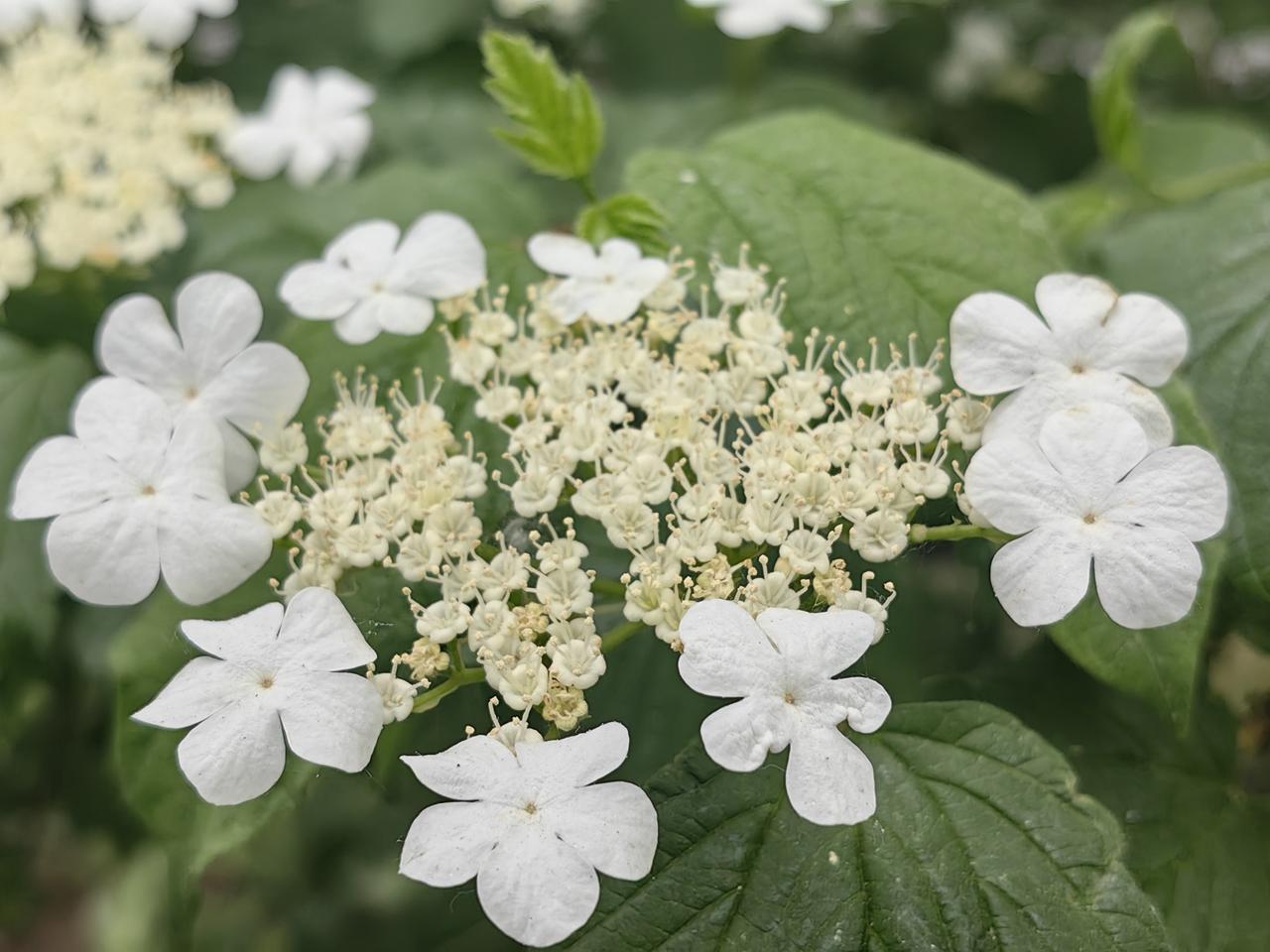 「觅得琼花一缕香」
翠叶层层簇玉华，
素心轻吐透轻纱。
无名亦自有芳华，
且将春