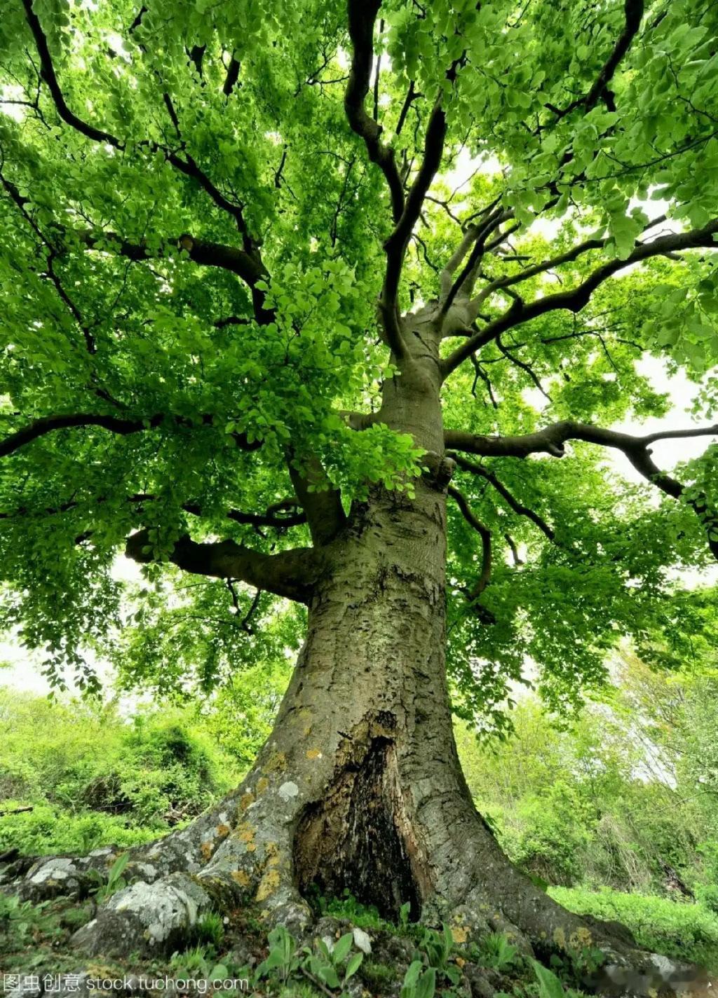 满江红 · 看古树有吟

古树千年，阳光下、盈盈绿叶。根直入、土中深处，互相错结