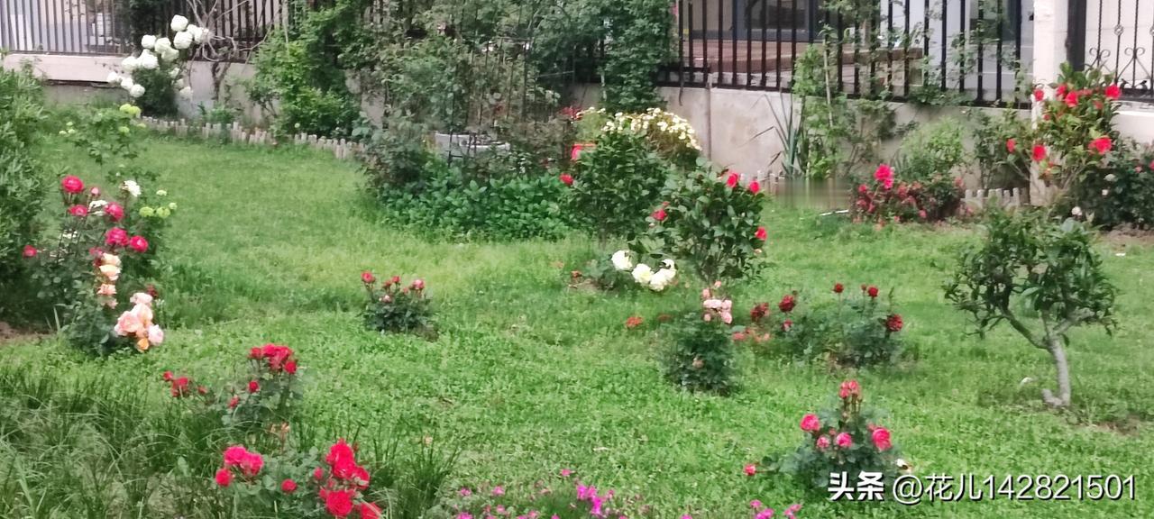 饭后的黄昏还是有点亮，阴天出门一会就下起毛毛细雨。
小区绿化带一片新种的月季花分