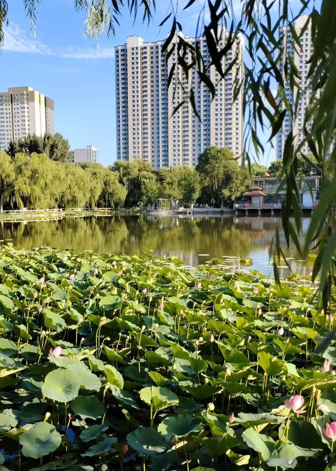 大同公园西湖边的荷花盛景
     这些荷花也赶上了花期，为湖畔增添了别样的景致