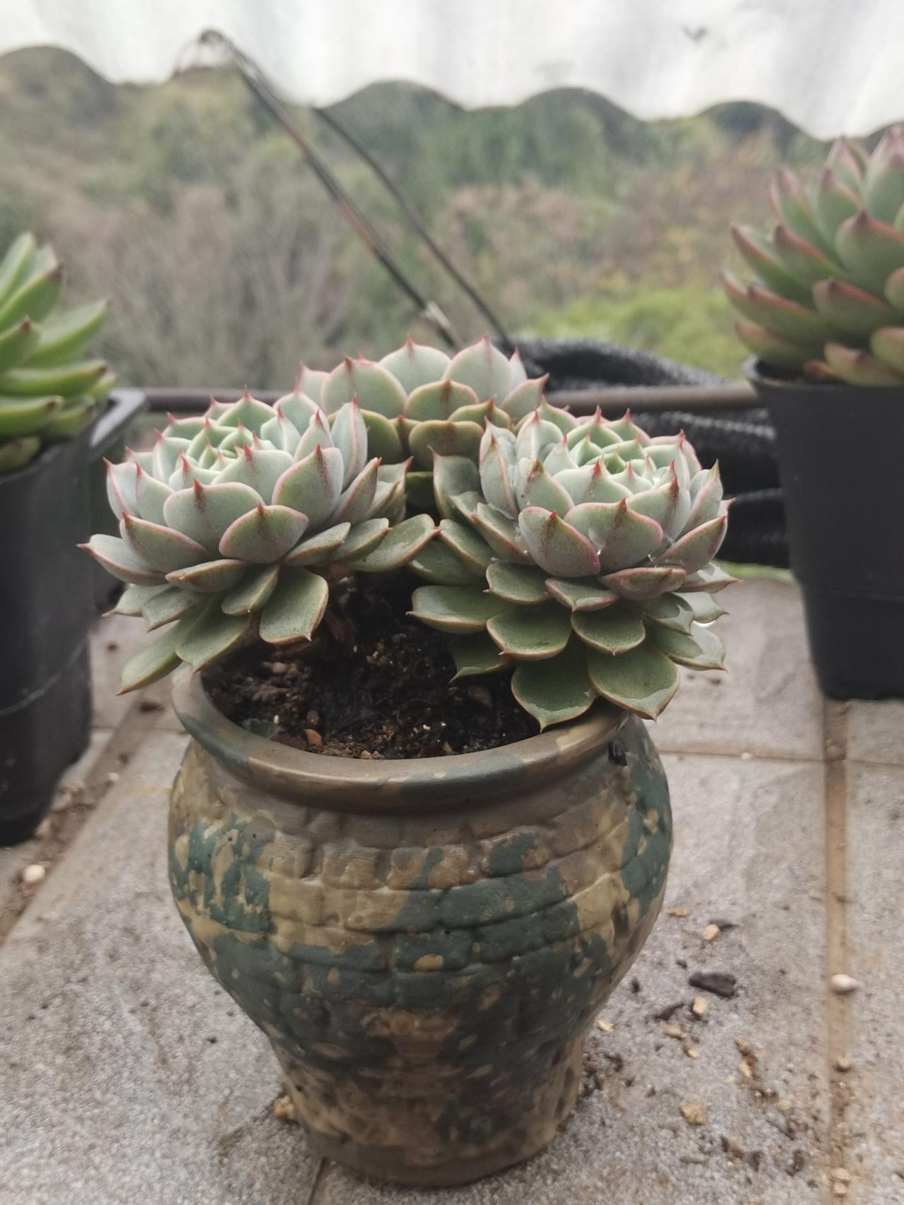 以前这种走势死定了，但是现不一样了，也许是