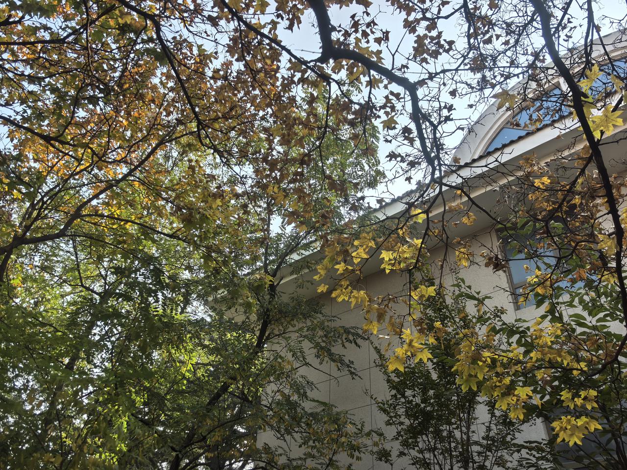 我的摄影日记初冬的八大关唯美浪漫，教人如何不爱它[玫瑰][玫瑰][玫瑰]