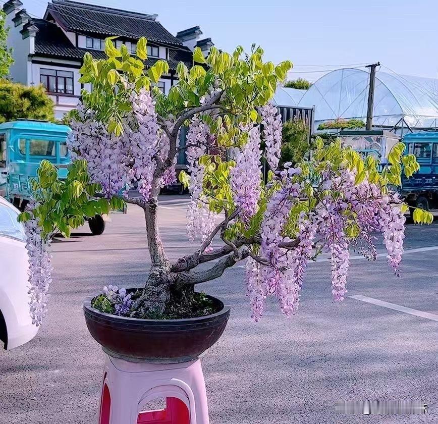 紫藤垂帘，古干生姿，满树清欢入画来紫藤