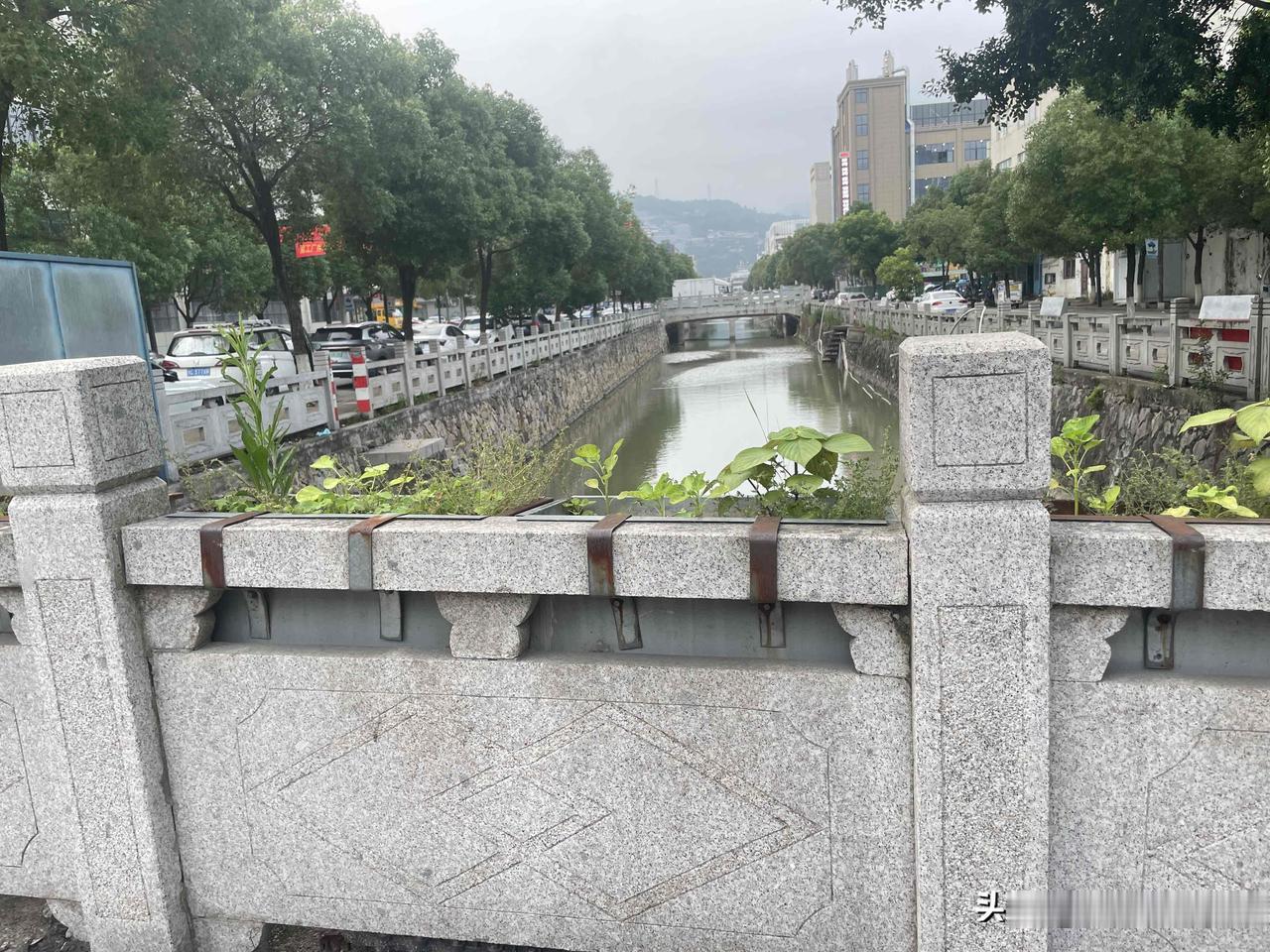 哈哈，就没有种不了的菜[捂脸]