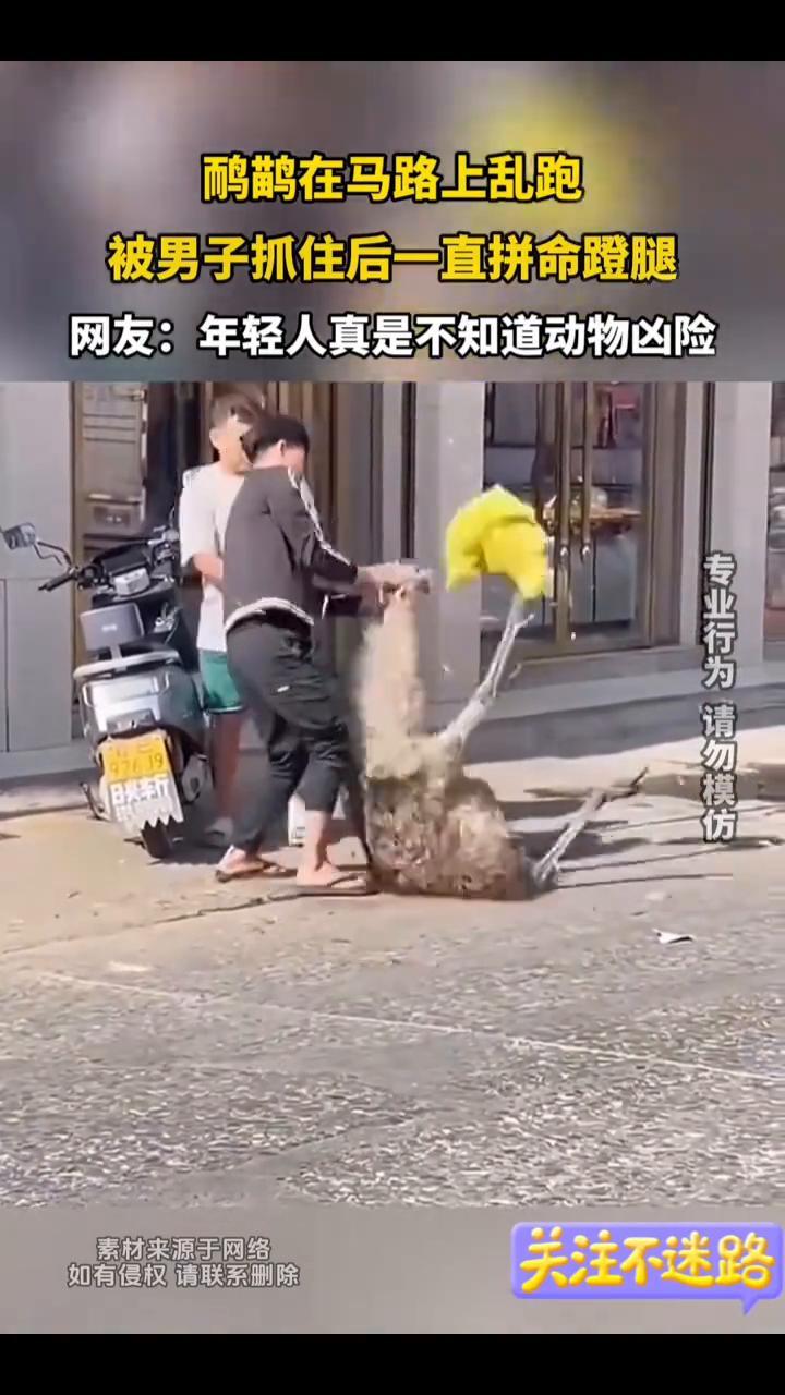 鸸鹋在马路上乱跑，被男子抓住后一直拼命蹬腿。网友：年轻人真是不知道动物凶险。
发