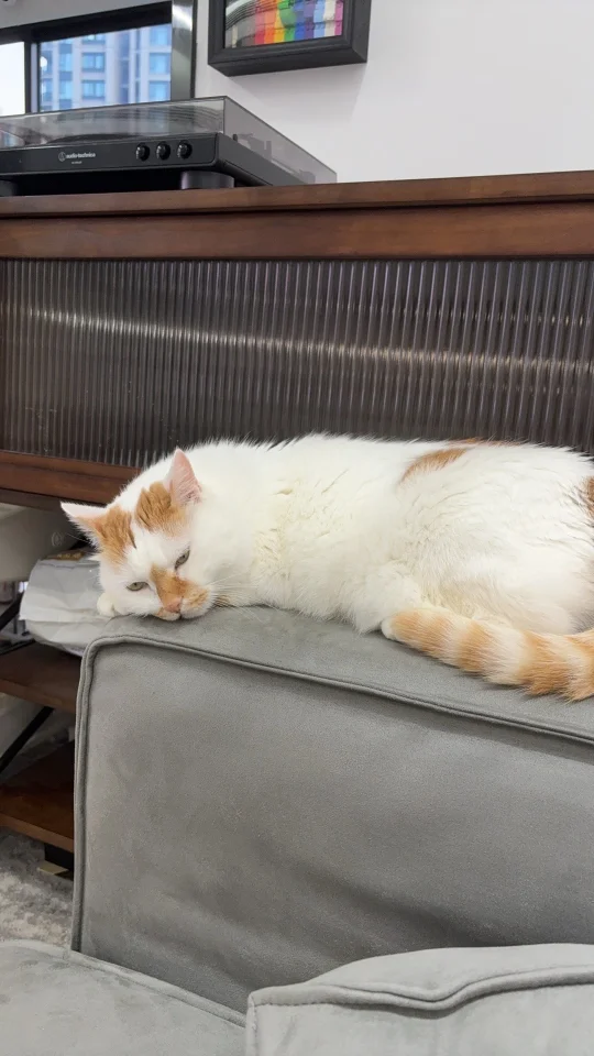 猫睡了，耳朵还没睡