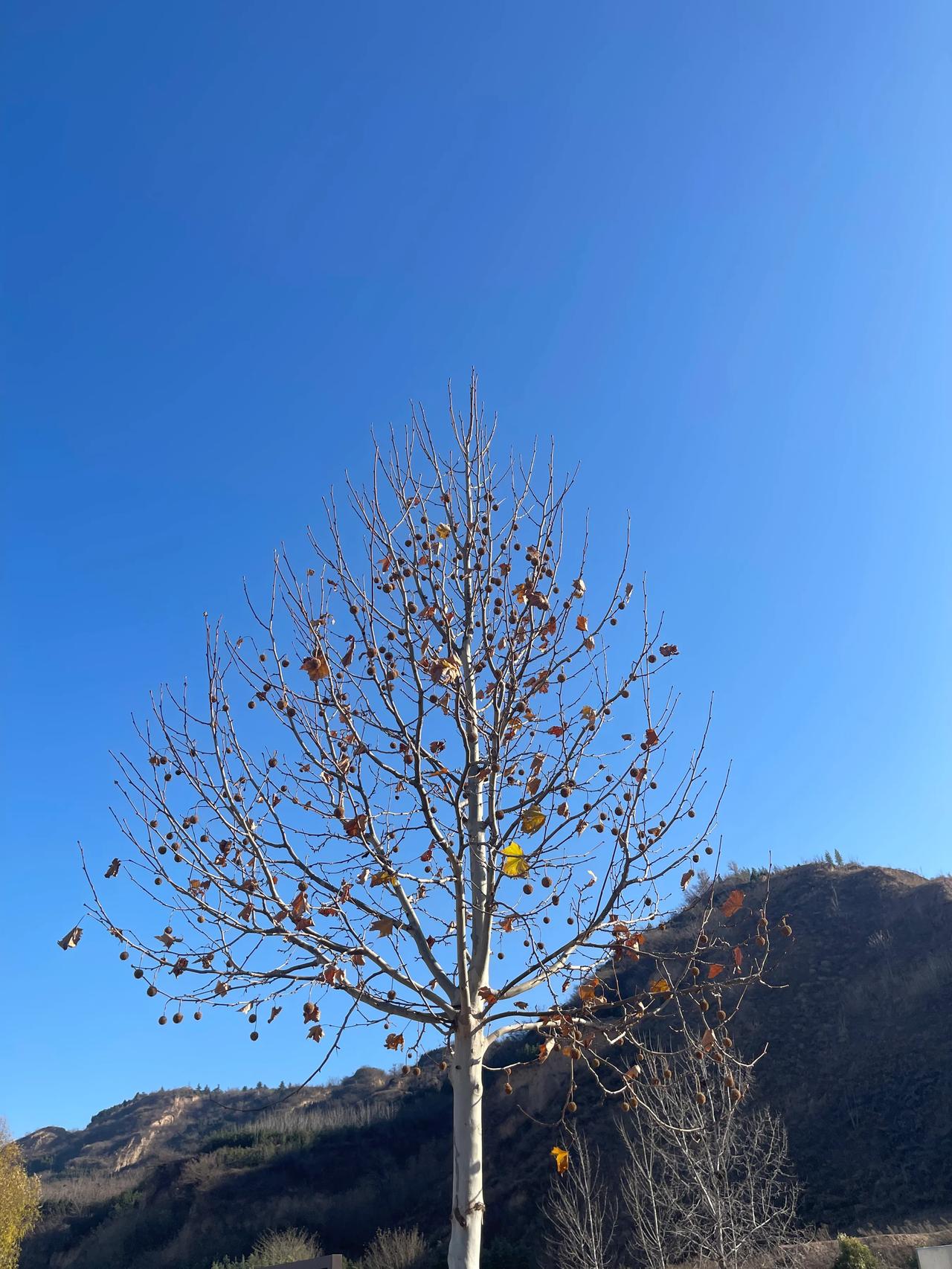 骑行，是一项高危运动，你认同吗？

周末的时候，天气非常好，金灿灿的阳光，湛蓝湛