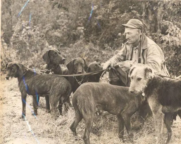 1950年 普罗特猎犬和现在有区别吗🤔