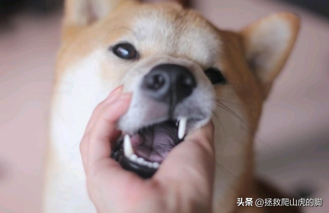 有人竟然说，“凡是被狗咬的人都是因为被咬的人有问题，狗本身是不会轻易咬人的”。