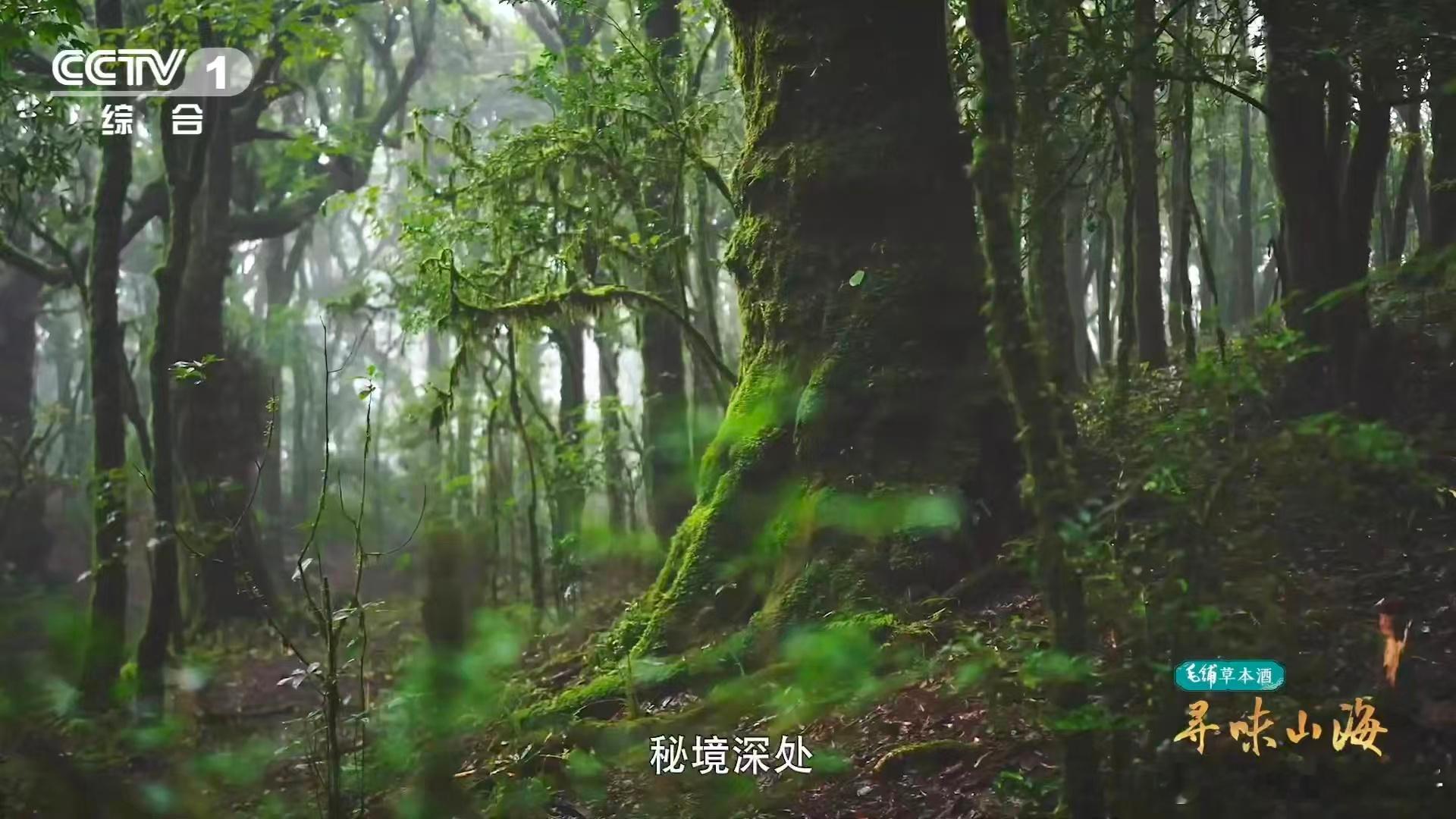 云南普洱人泡茶会加这个泡茶伴侣云南普洱那边有种叫螃蟹脚的，真不是随便长的！它只往