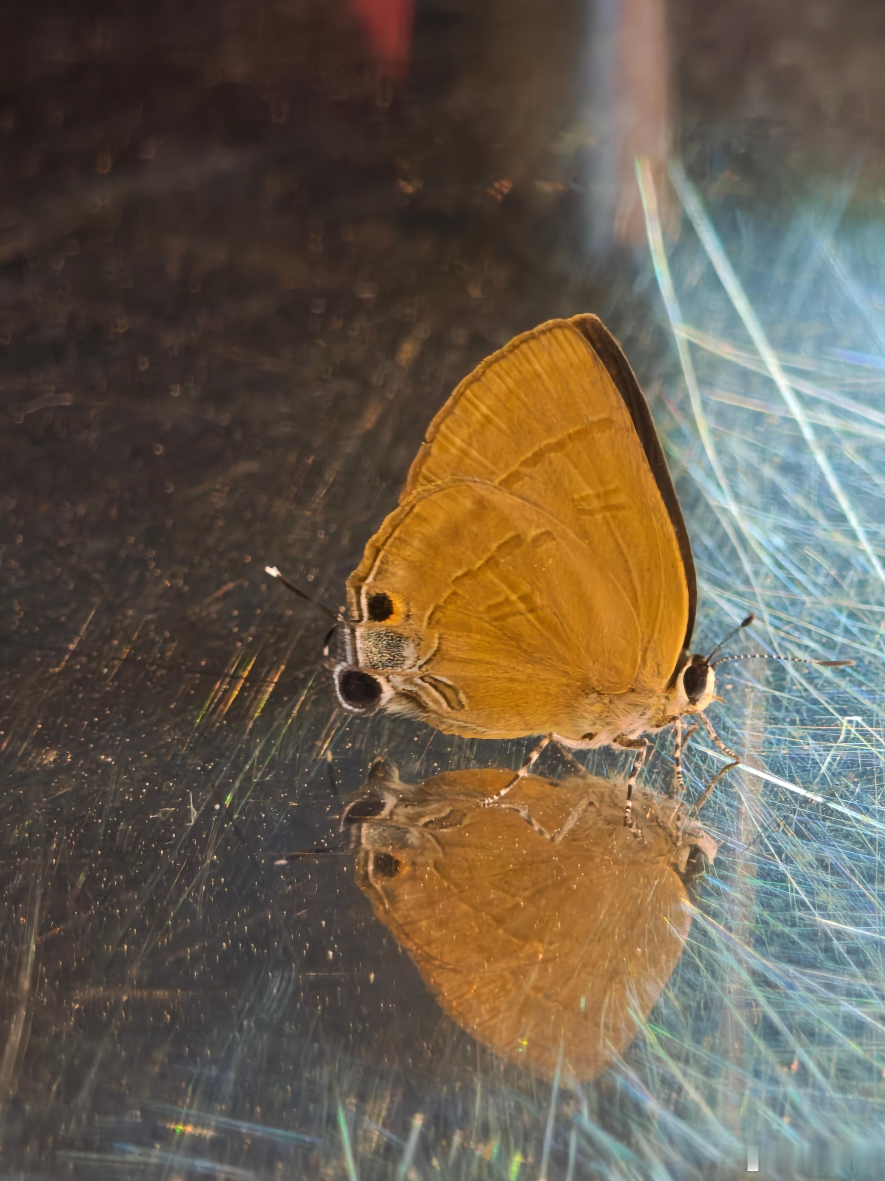 这个双头造型还是有点意思。 