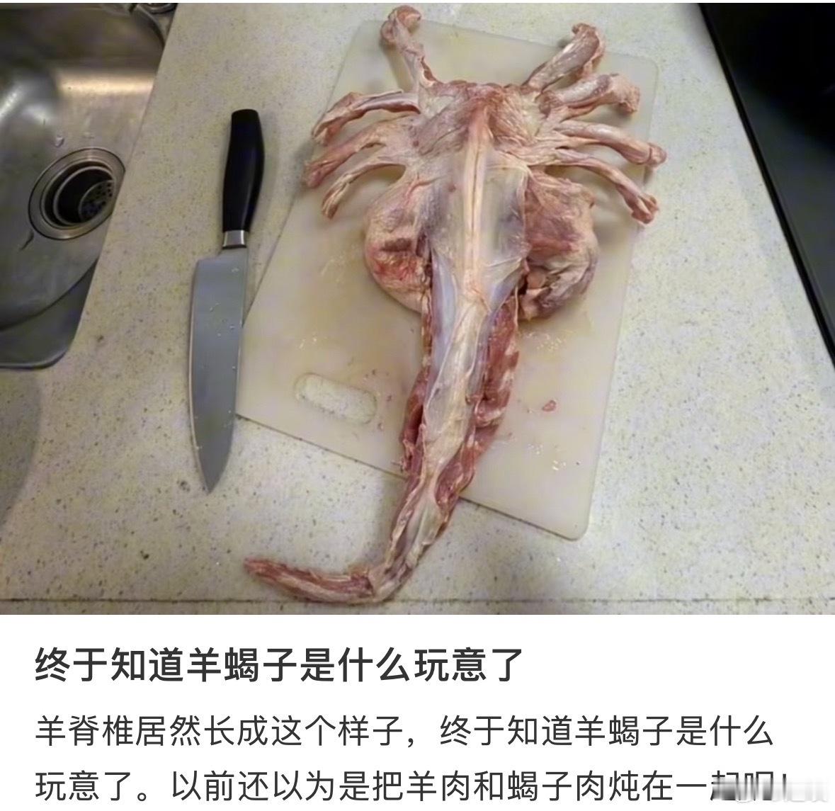 看到这张图，终于明白为啥把动物脊柱肋骨说成蝎子了…… ​​​