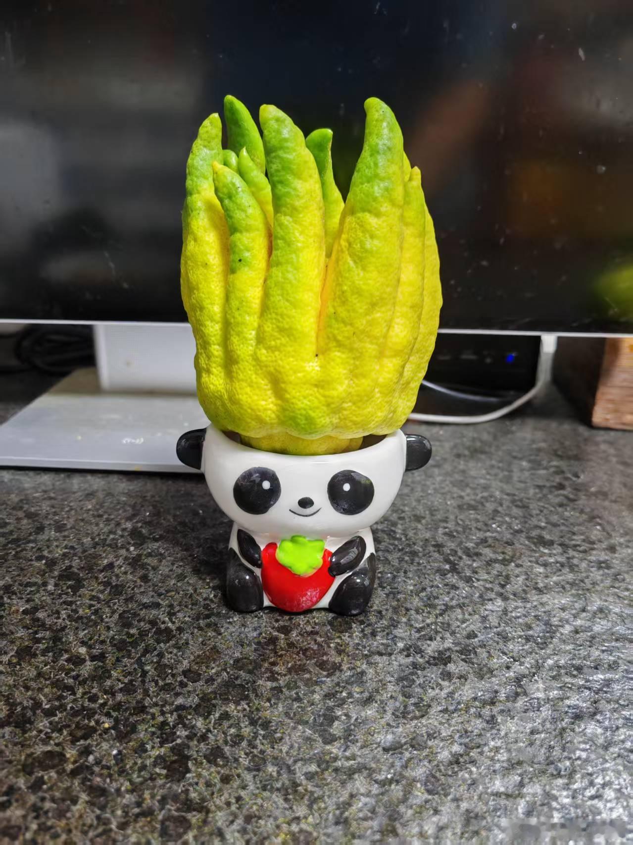 江哥买了好多佛手放在床头，我不能理解江哥这种嗅觉敏感的人，只能归结为乱花钱。（毛