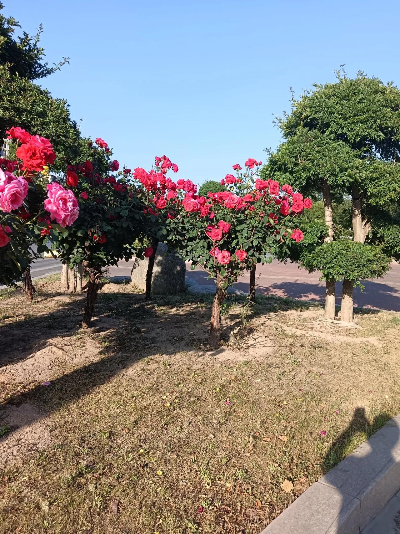 花开的季节