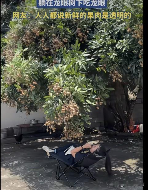 好消息来了
龙眼今天大丰收
美女好利谱
居然躺在凳上
吃一梭梭压弯树枝的龙眼
名