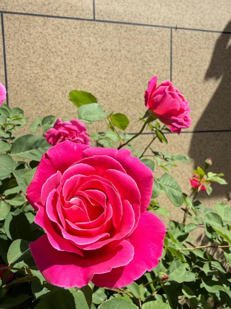 月季花开 