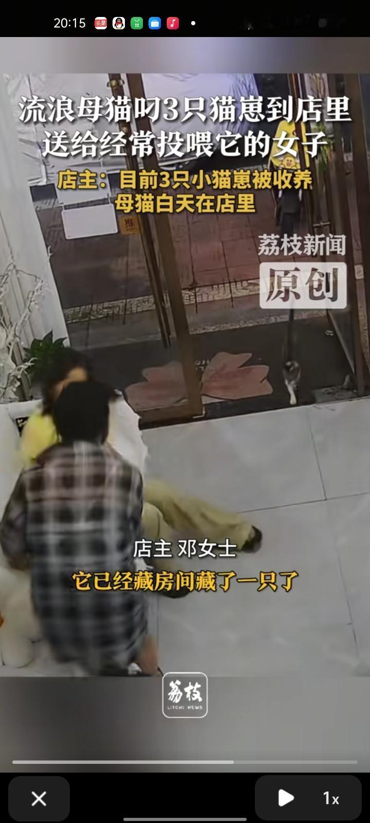 9月19日，金华东阳市。店主发视频称，流浪母猫叼三只猫崽到店里，送给经常投喂的自