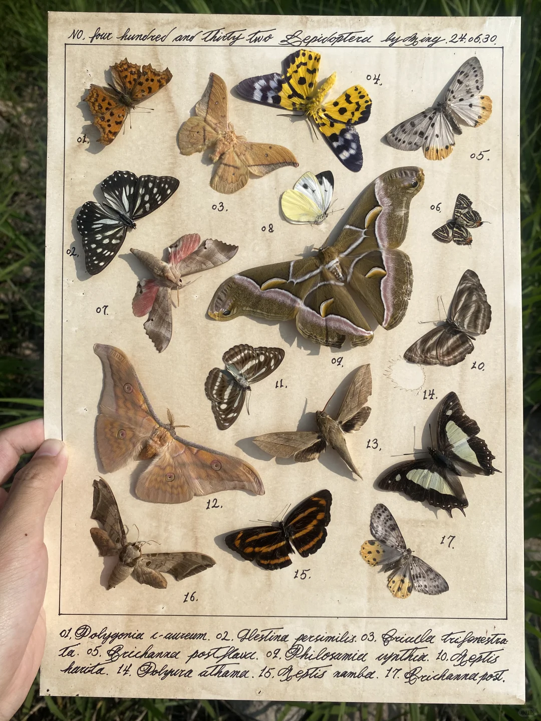 正在飞翔的飞蛾图鉴你会喜欢吗