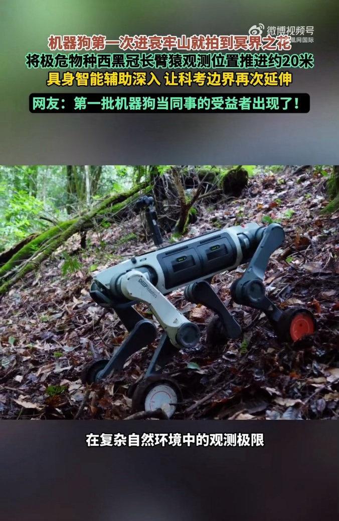哀牢山的浓雾里，机器狗替人走完了那段最危险的探路。

它拍到的不只是每年只露脸四