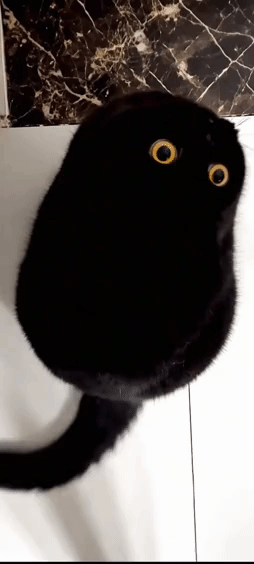 真的有这样的猫吗？