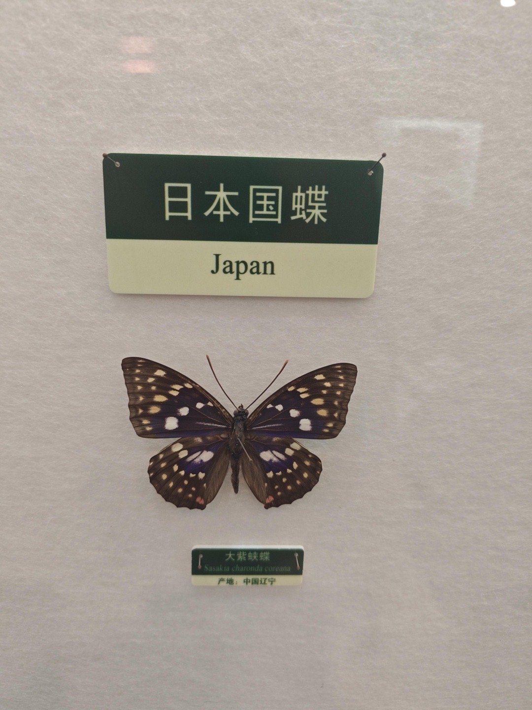 这个世界上居然有这么多种蝴蝶 