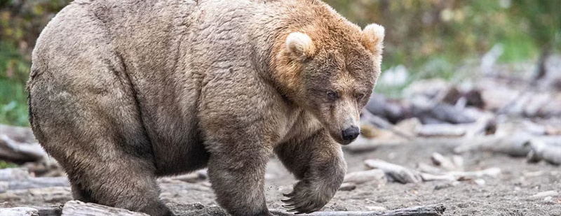 #两名美军遭棕熊袭击身受重伤#【阿拉斯加两名美军遭棕熊袭击，身受重伤】据美国广播